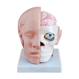 Head and Facial Model